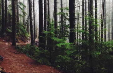 Misty forest trail with dense pine trees.