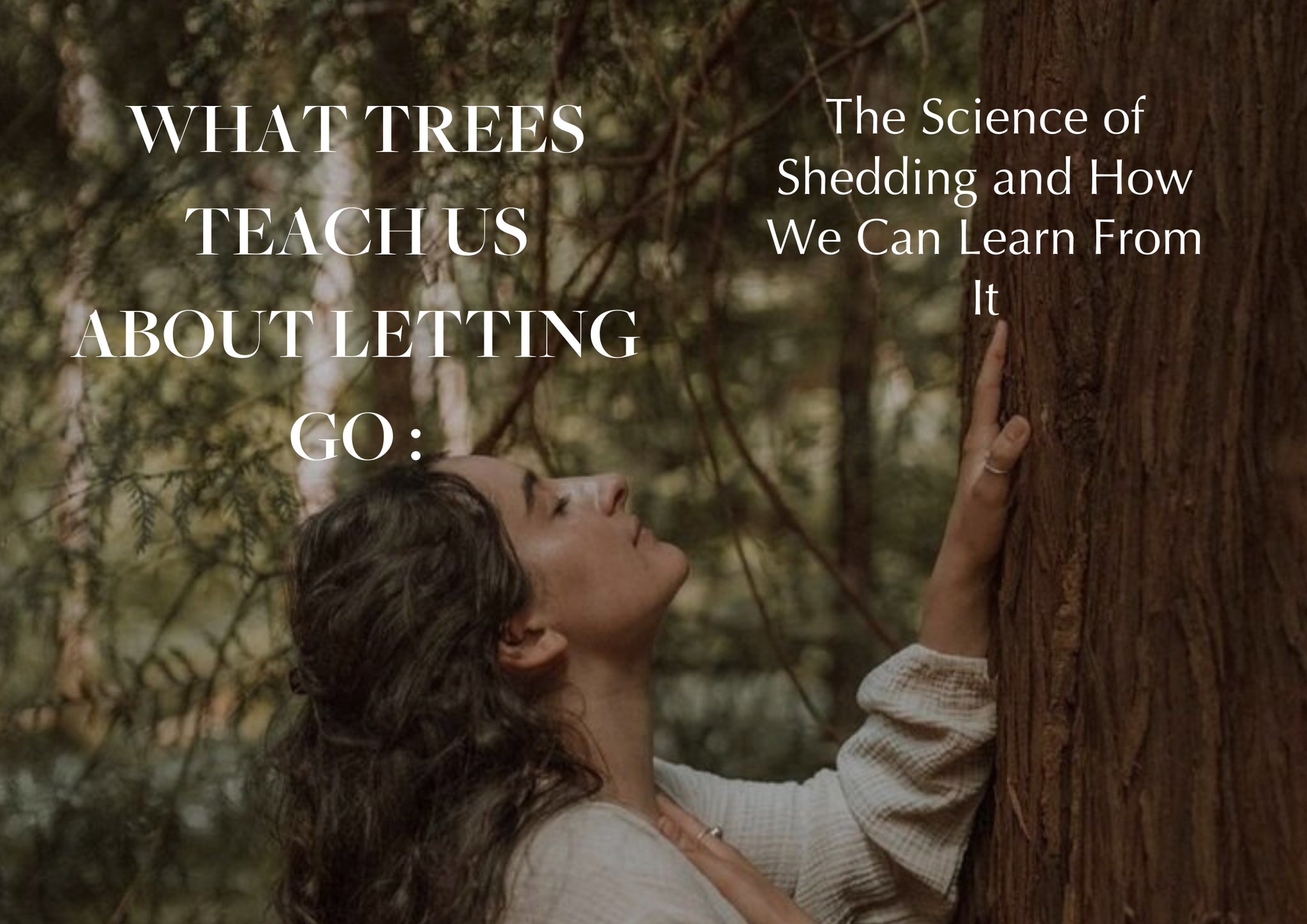 What Trees Teach Us About Letting Go - The Science of Shedding and How We Can Learn From It