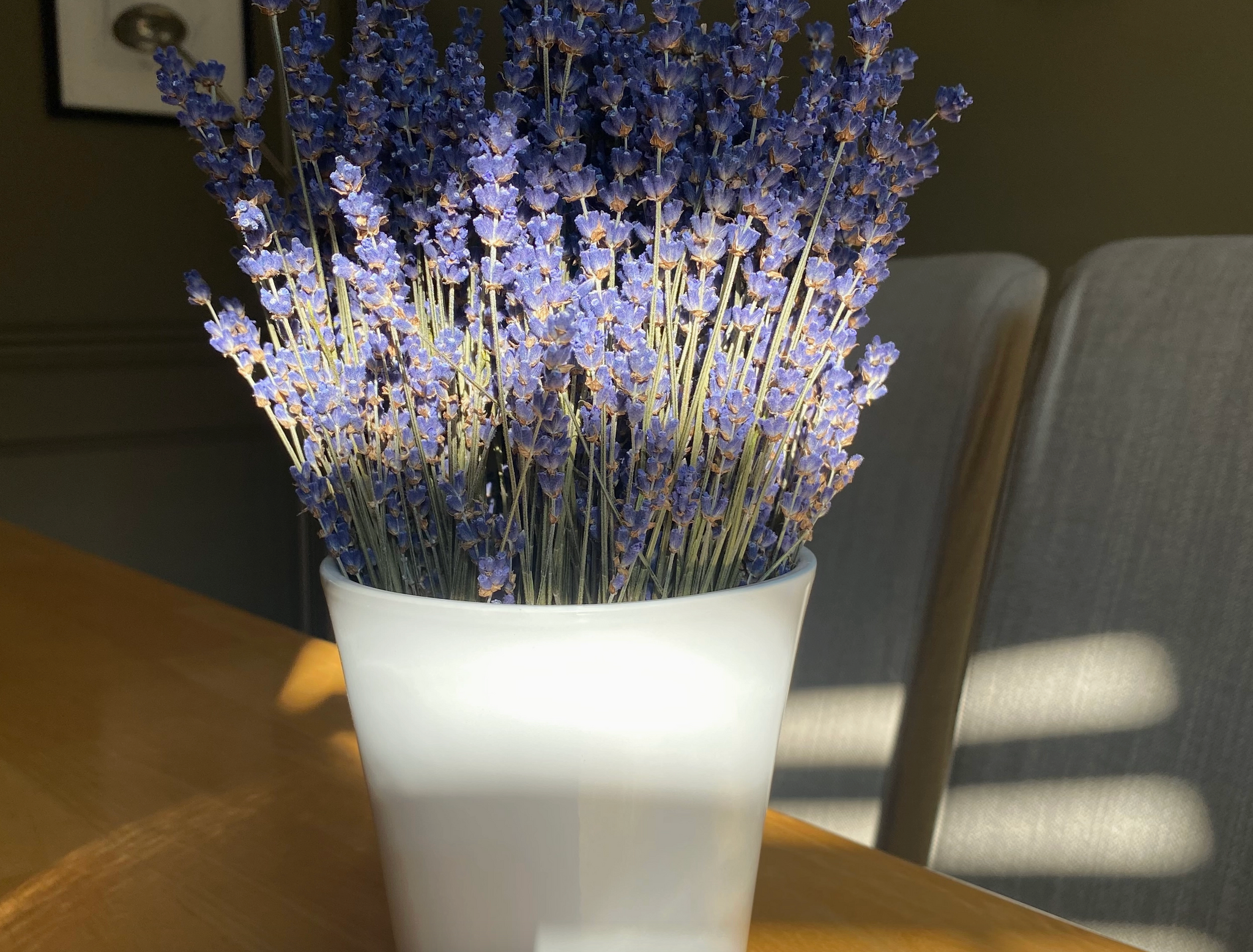 Dried English Lavender Bouquets - Light Purple by  Lavender Creek Farm